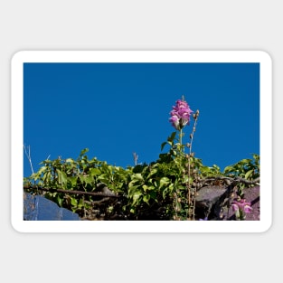 Wild Flower and Deep Blue Sky Sticker